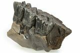 Fossil Woolly Rhino (Coelodonta) Maxilla Section - Siberia #225188-3